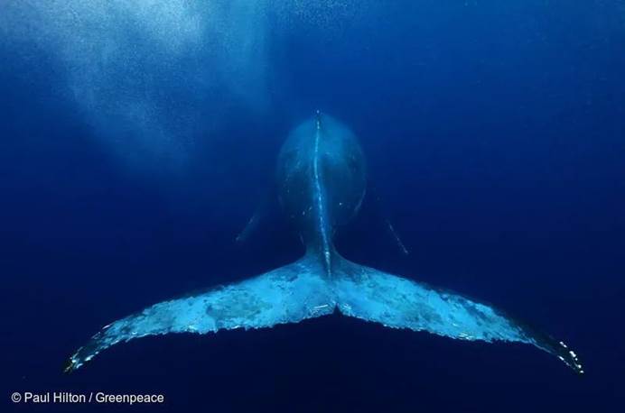 2018年9月14日，汤加，太平洋中游弋的座头鲸。© Paul Hilton / Greenpeace